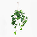 Hanging green plant on a white background