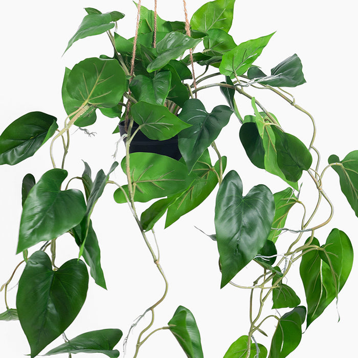 Green leafy plant on a white background