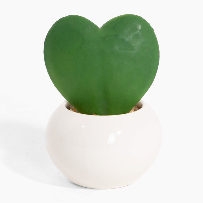 Heart-shaped green plant in a white pot on a white background