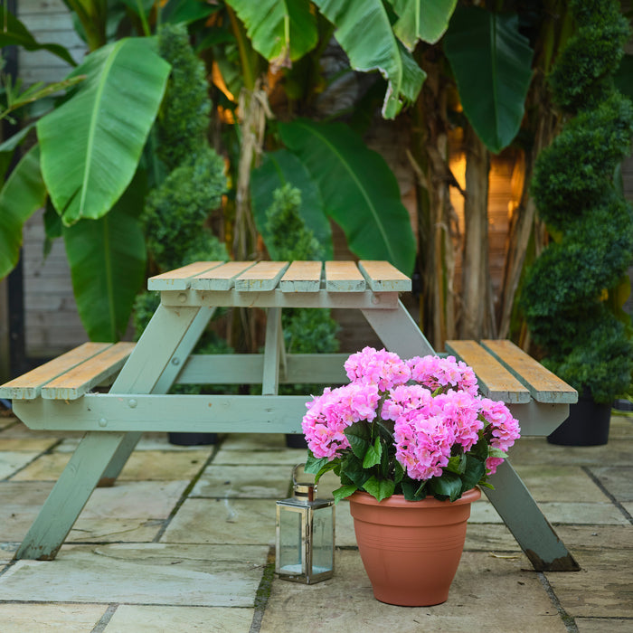 Hydrangea patio planter