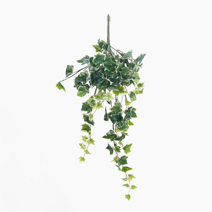 Artificial hanging ivy plant on a white background