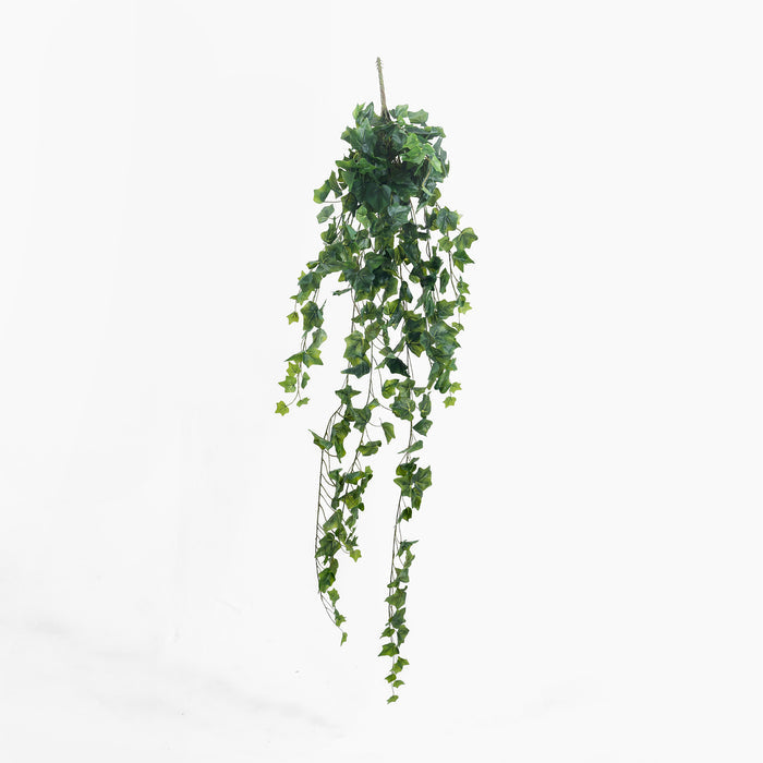 Artificial hanging ivy plant on a white background