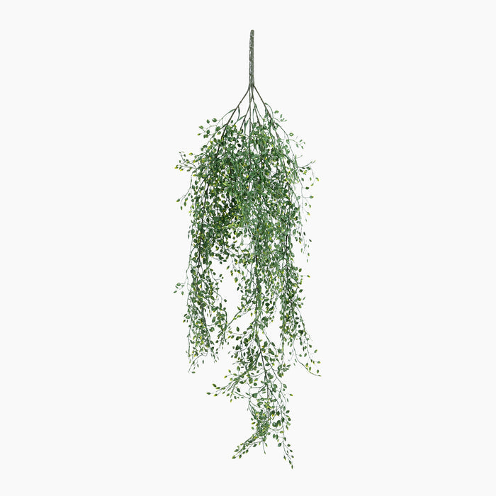 Hanging green plant on a white background