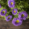 Lavender Matsumoto Flowers Close Up - Image