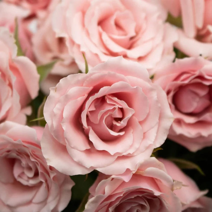Light Pink Spray RosesFlower Up Close