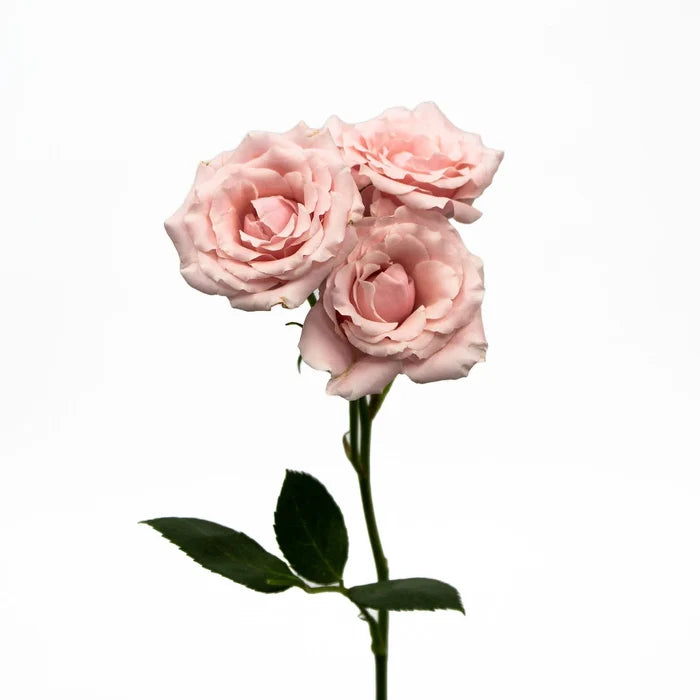 Light Pink Spray Flower Stem