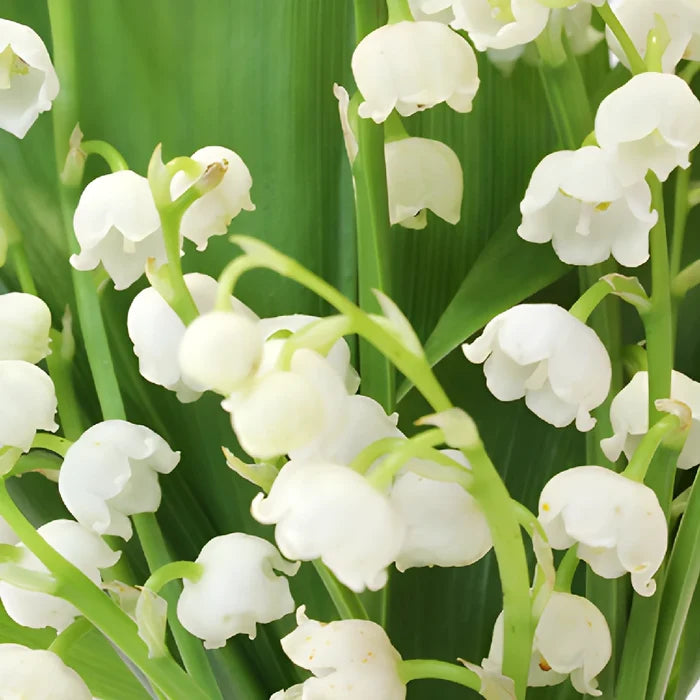Lily of the Valley Flower