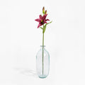 Lily stem