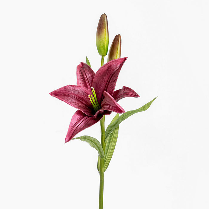 Single pink lily with green leaves on a white background