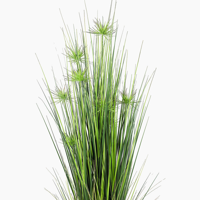 Green grass plant on a white background