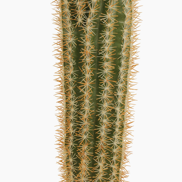 Mexican giant cactus