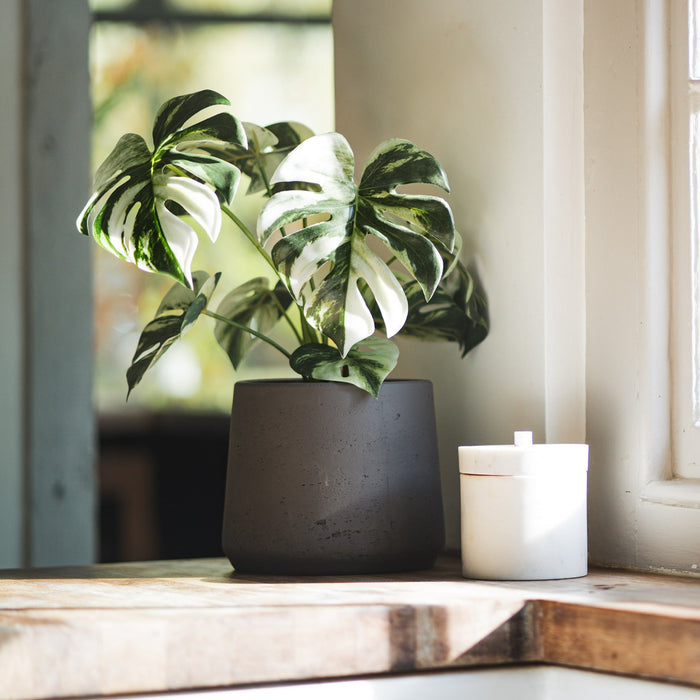 Potted plant and candle on a windowsill with natural light