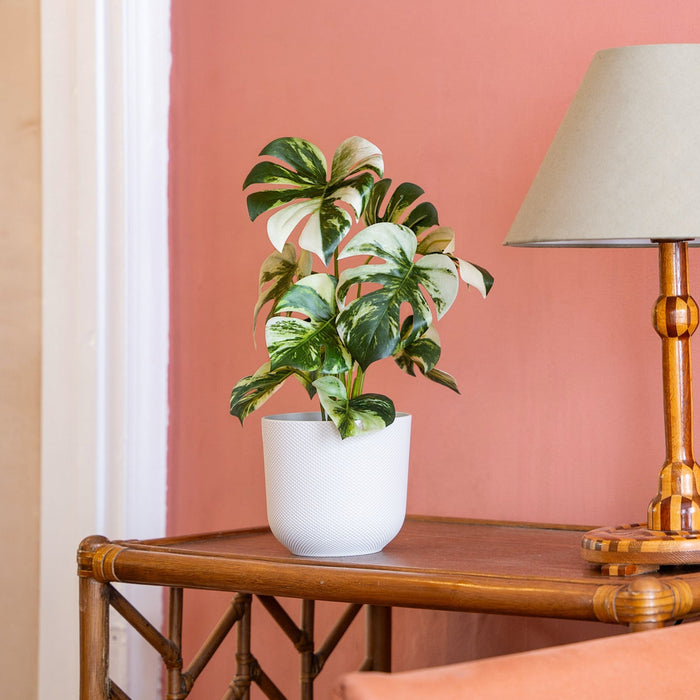 Table with a plant and lamp against a pink wall