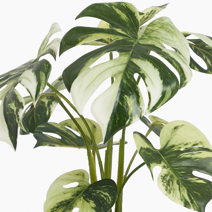 Artificial monstera plant with green and white leaves on a white background