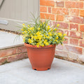 Plastic pot with yellow flowers against a brick wall.