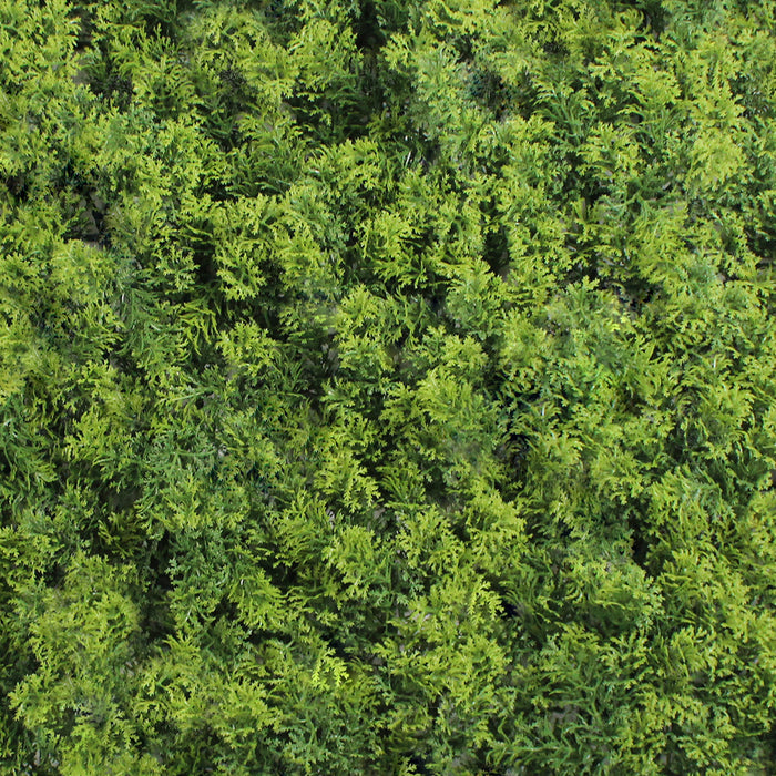 Aerial view of a dense forest with green trees