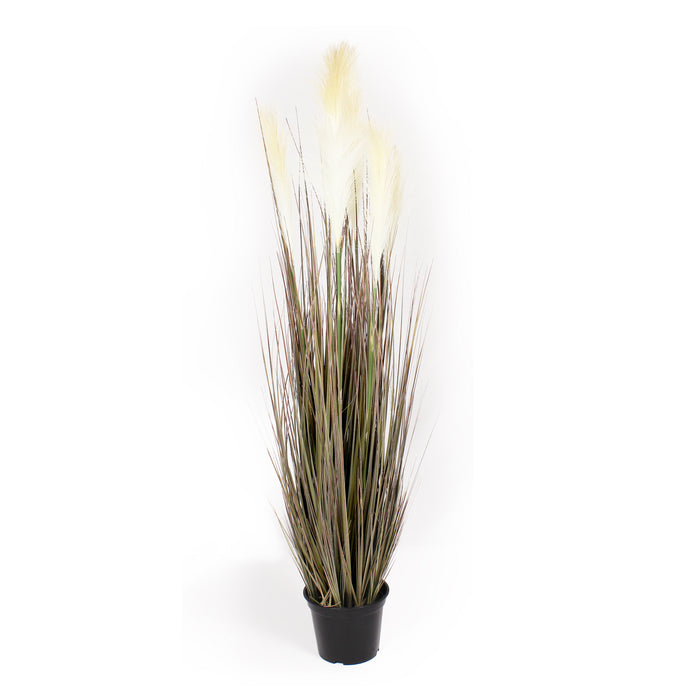Tall dark leaft grass with feathery seed heads on a white background.