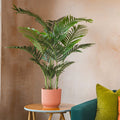 Potted plant on a small table next to a sofa with colourful cushions against a beige wall.