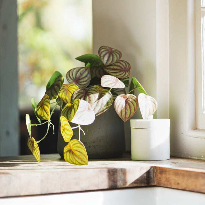 Decorative plant on a windowsill with a soft focus background