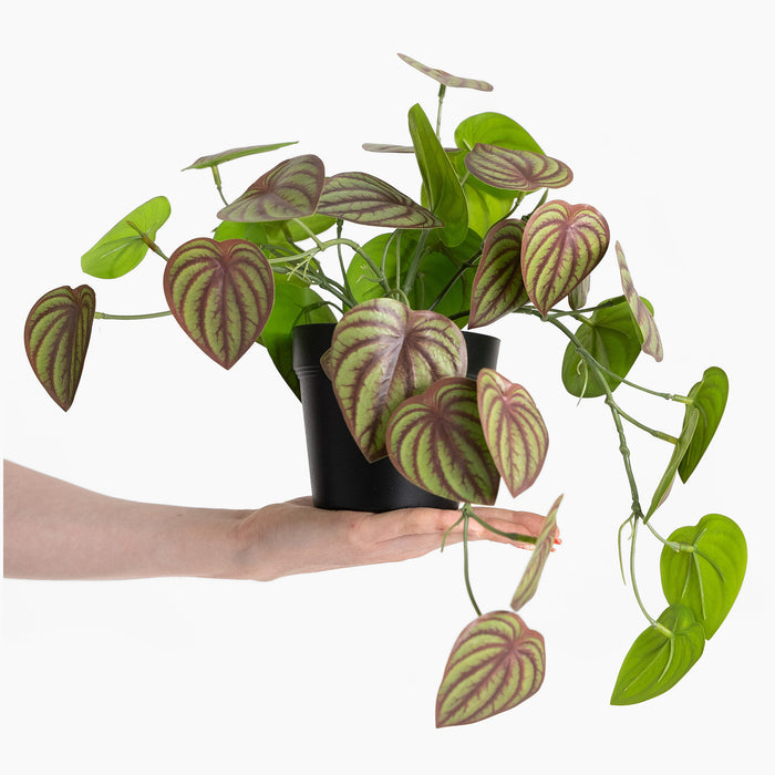 Peacock peperomia