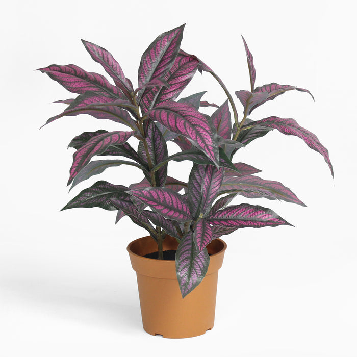 Persian shield
