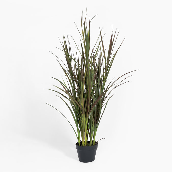 Potted plant with long green leaves on a white background
