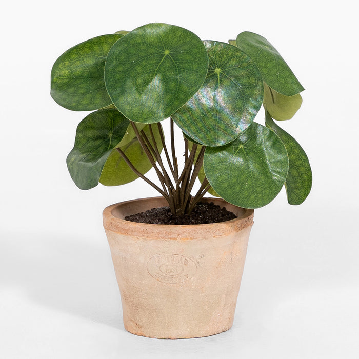 Potted plant with large green leaves on a white background