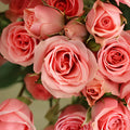 Pink Spray Roses