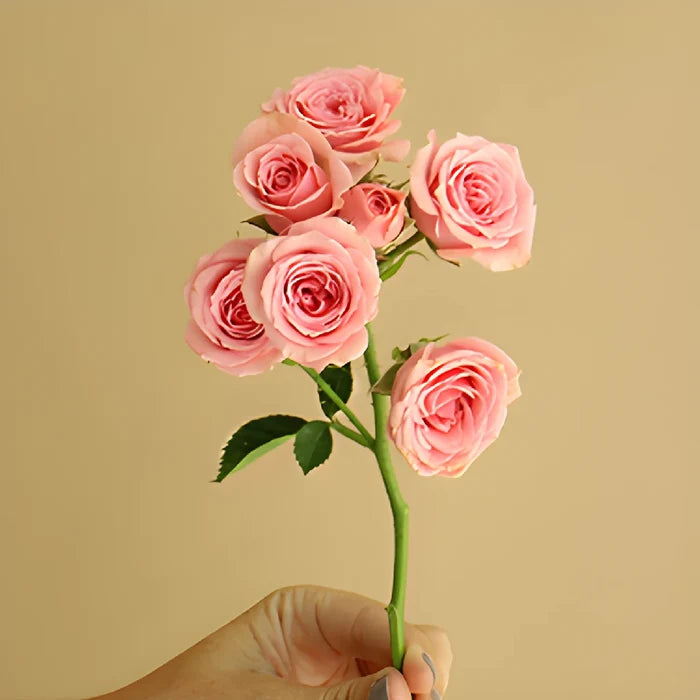 Pink Spray Roses