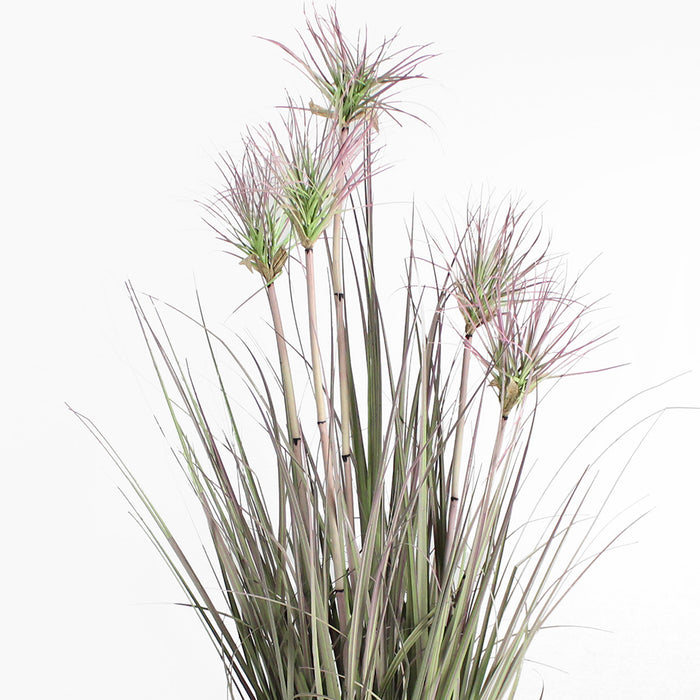 Plants with long, thin leaves on a white background