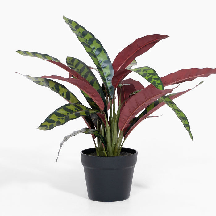 Rattlesnake calathea