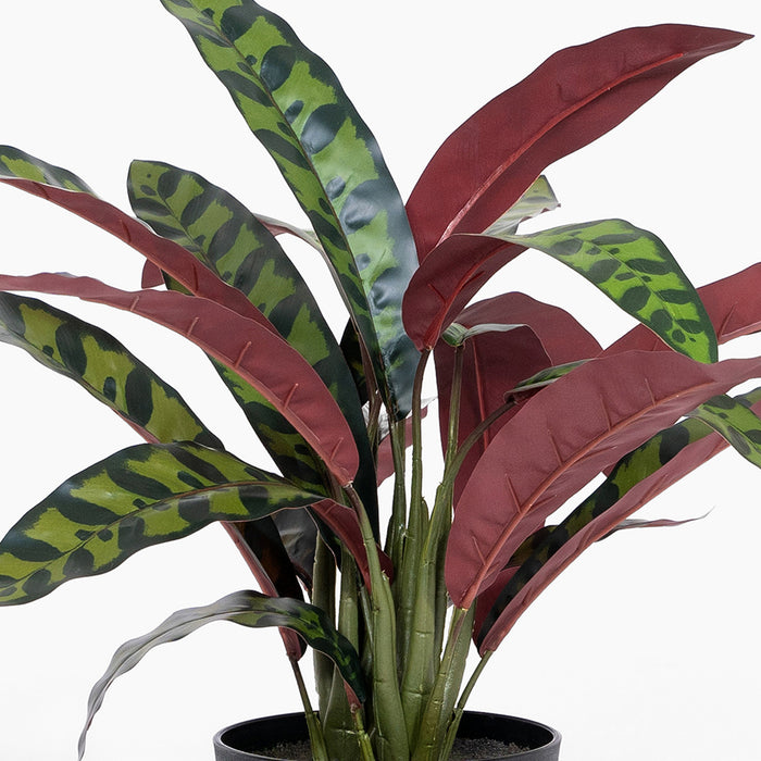 Rattlesnake calathea