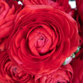 Red Ranunculus Flower Up Close