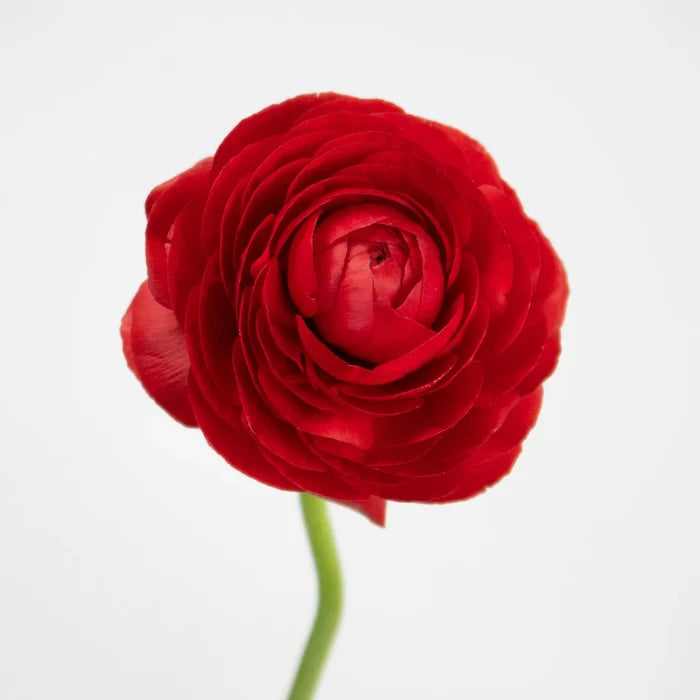 Red Ranunculus Flower Stem