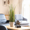 Potted plant on a table with a modern interior setting