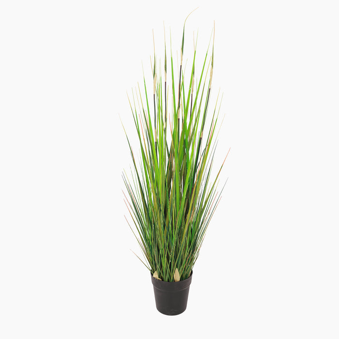 Potted plant with long green leaves on a white background