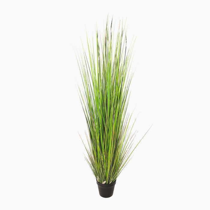 River grass