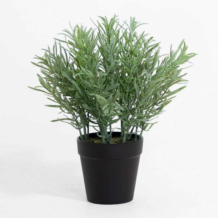 Potted plant with green leaves on a white background