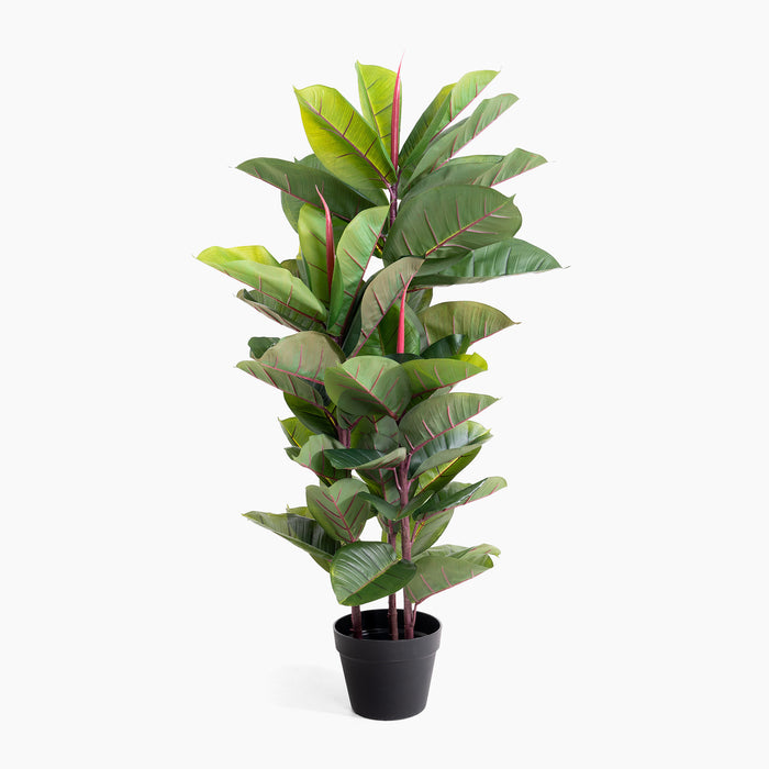 Potted plant with green leaves on a white background