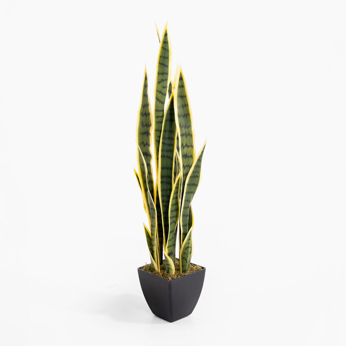 Sansevieria