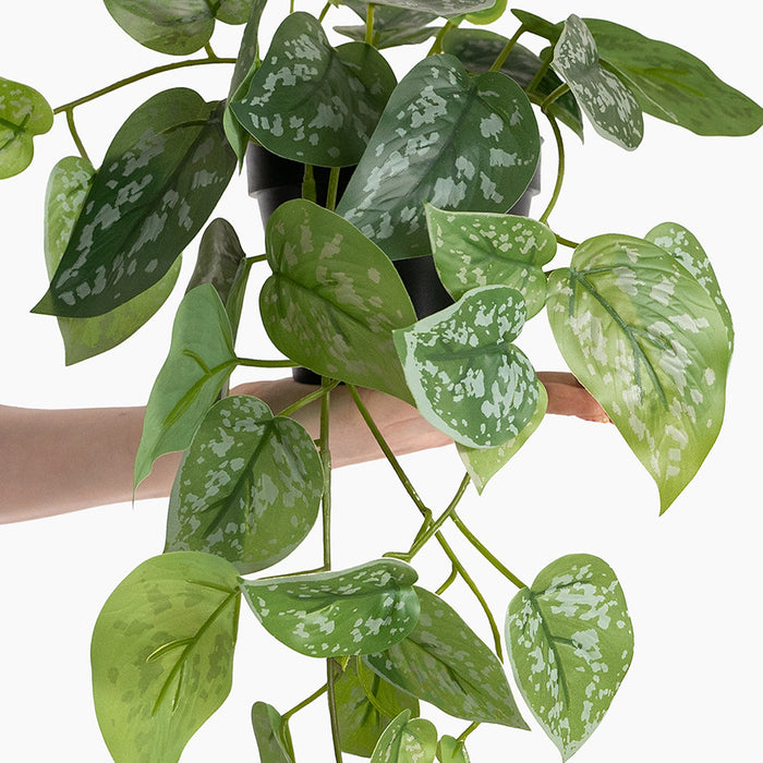 Potted plant with green leaves held by a hand against a white background