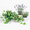 Three potted plants including a green vine, lavender, and rosemary on a white background