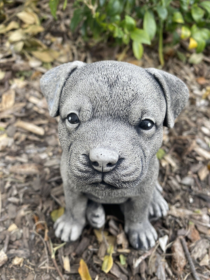 Small Staffordshire Bull Terrier Statue - Concrete Garden Ornament