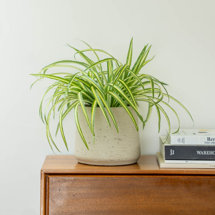 Potted fern on a wooden bureau with a pile of books