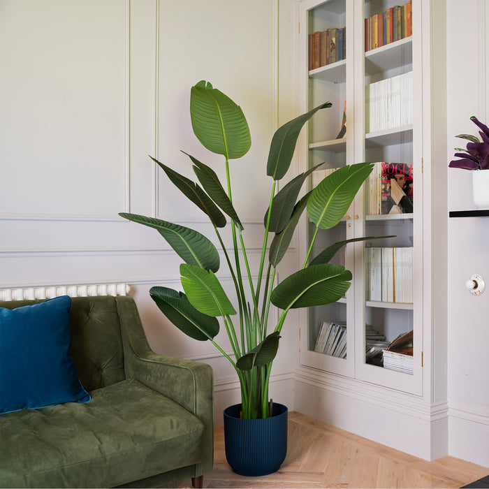 Living room with a green sofa, large potted plant, and bookshelf.