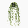 Hanging green plant with a white background