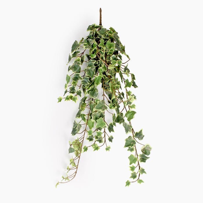 A hanging ivy plant with variegated green and cream leaves on a white background.