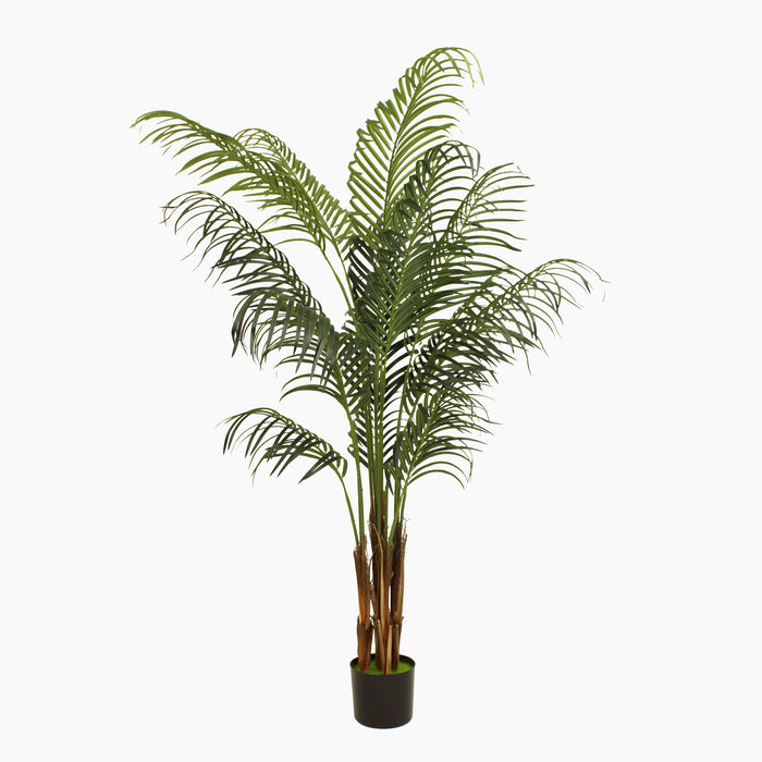Potted palm plant on a white background