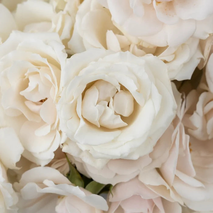 Creamy White Bulk Spray Roses Close Up - Image