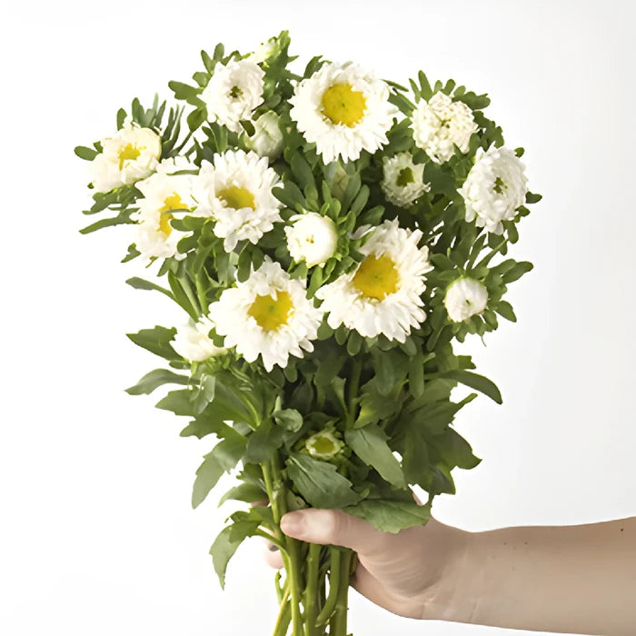 White Matsumoto Aster Flowers